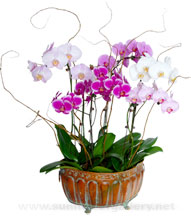 orchid-plants