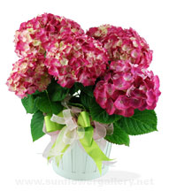 pink_hydrengia